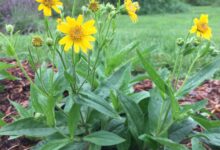 Photo of Arnica: природное лекарство для боли и воспаления