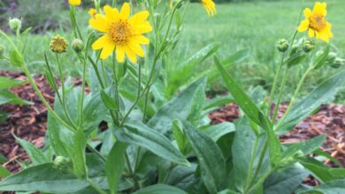 Photo of Arnica: природное лекарство для боли и воспаления